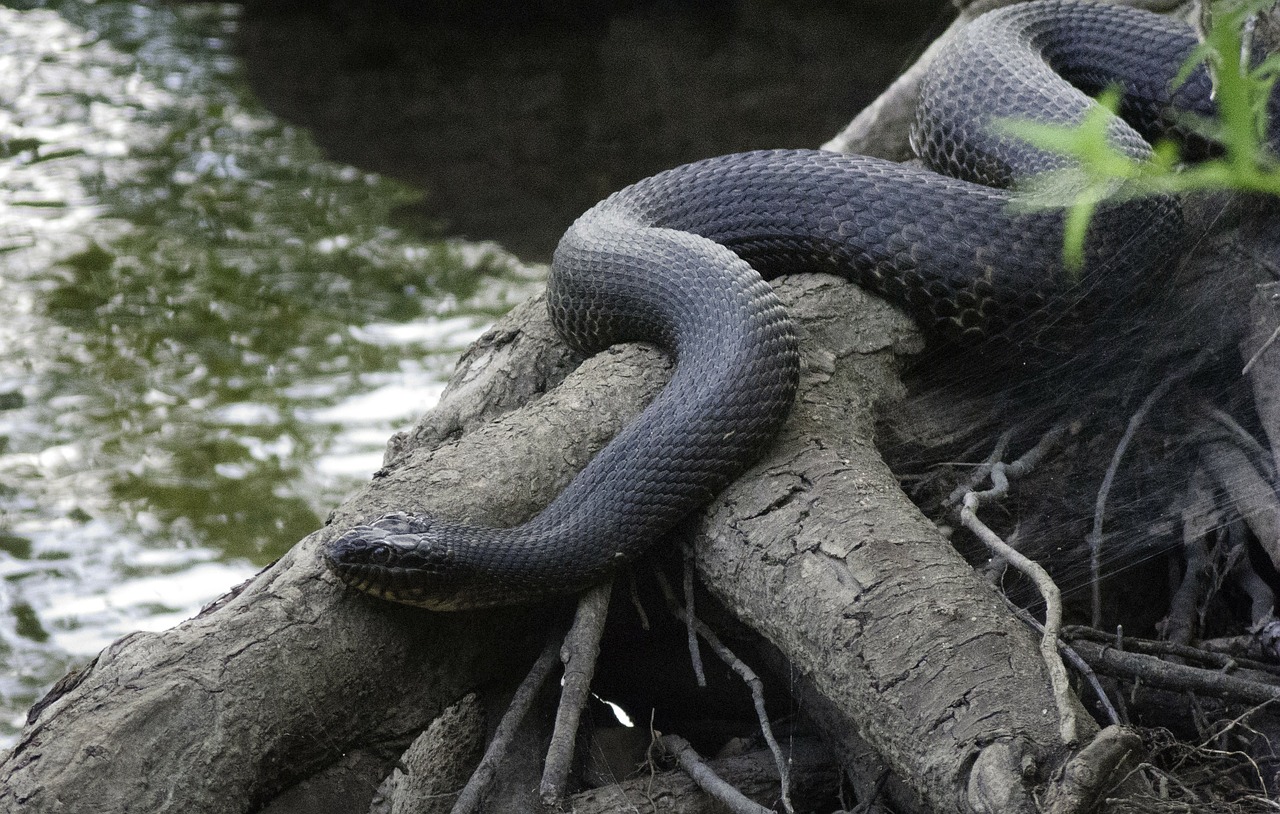 water snake snake serpent free photo