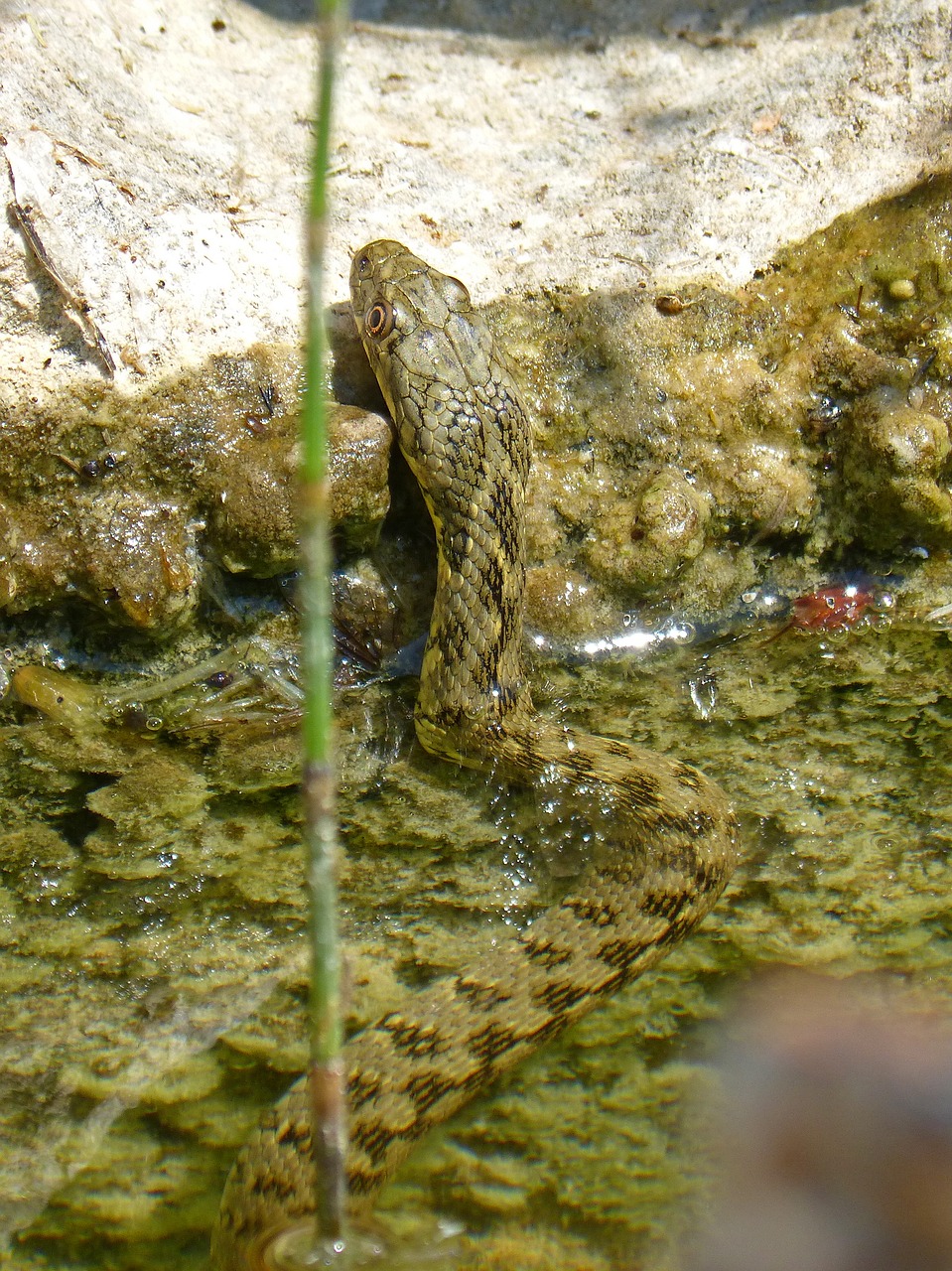 water snake snake raft free photo