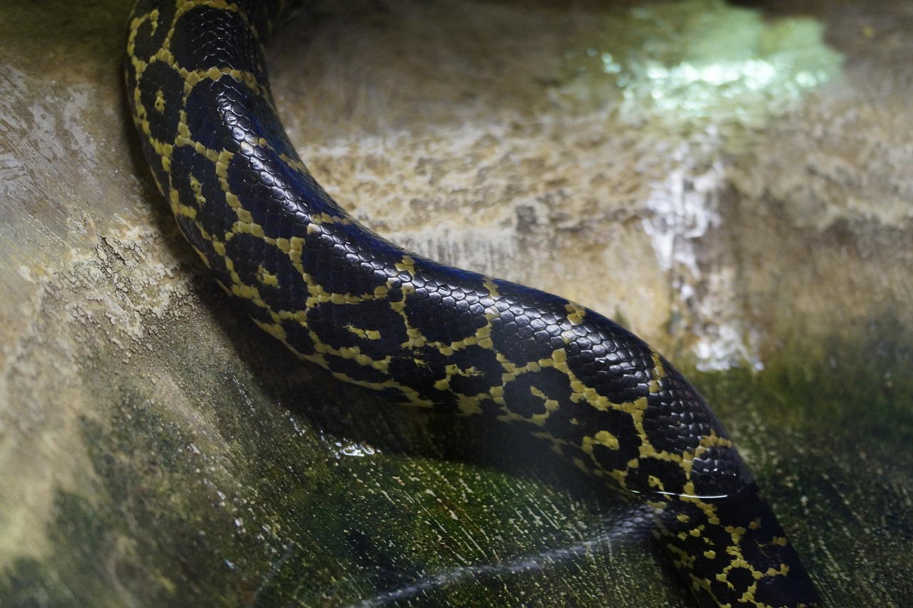 water snake snake venomous snake free photo