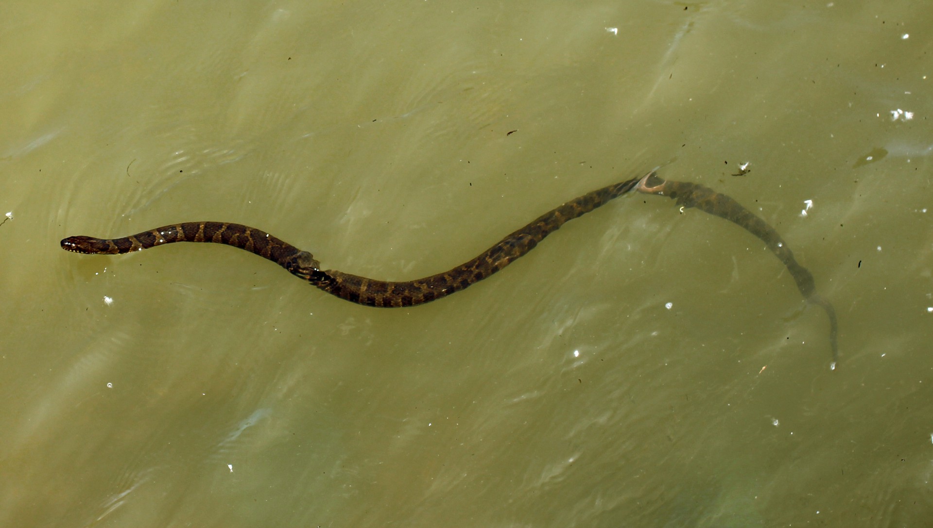 snake water snake reptile free photo