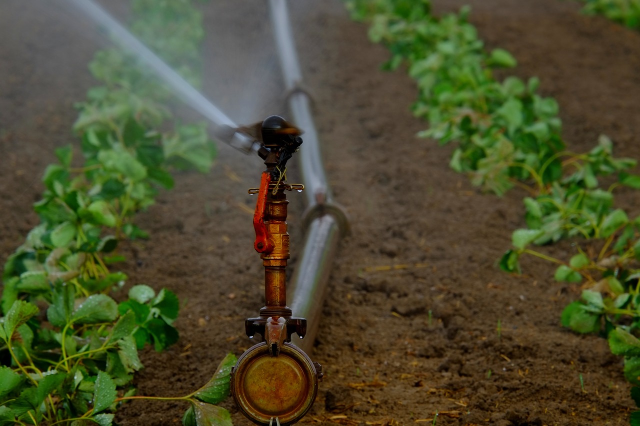 water sprinklers irrigation field free photo
