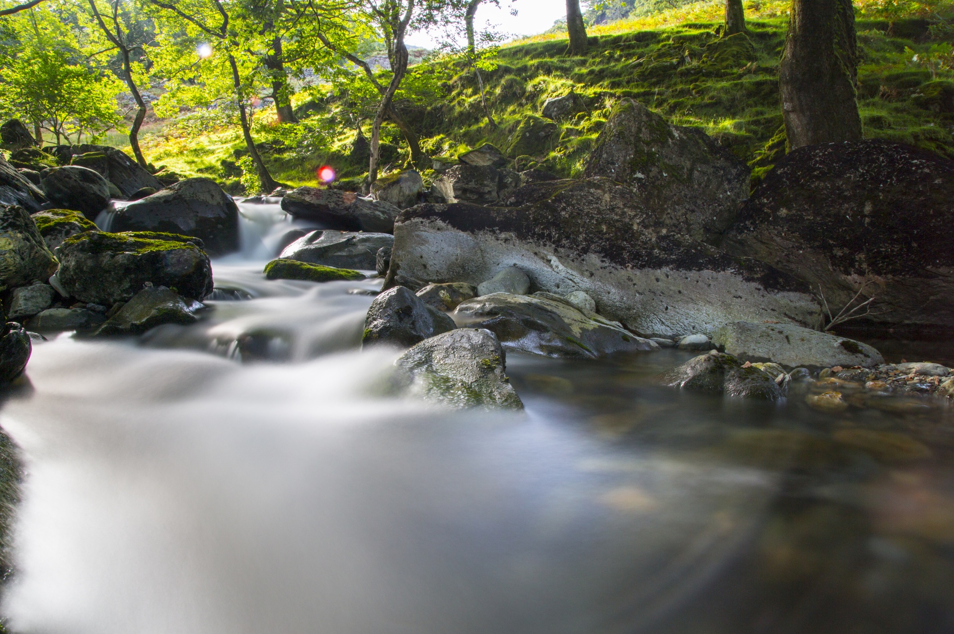 forest stream water free photo