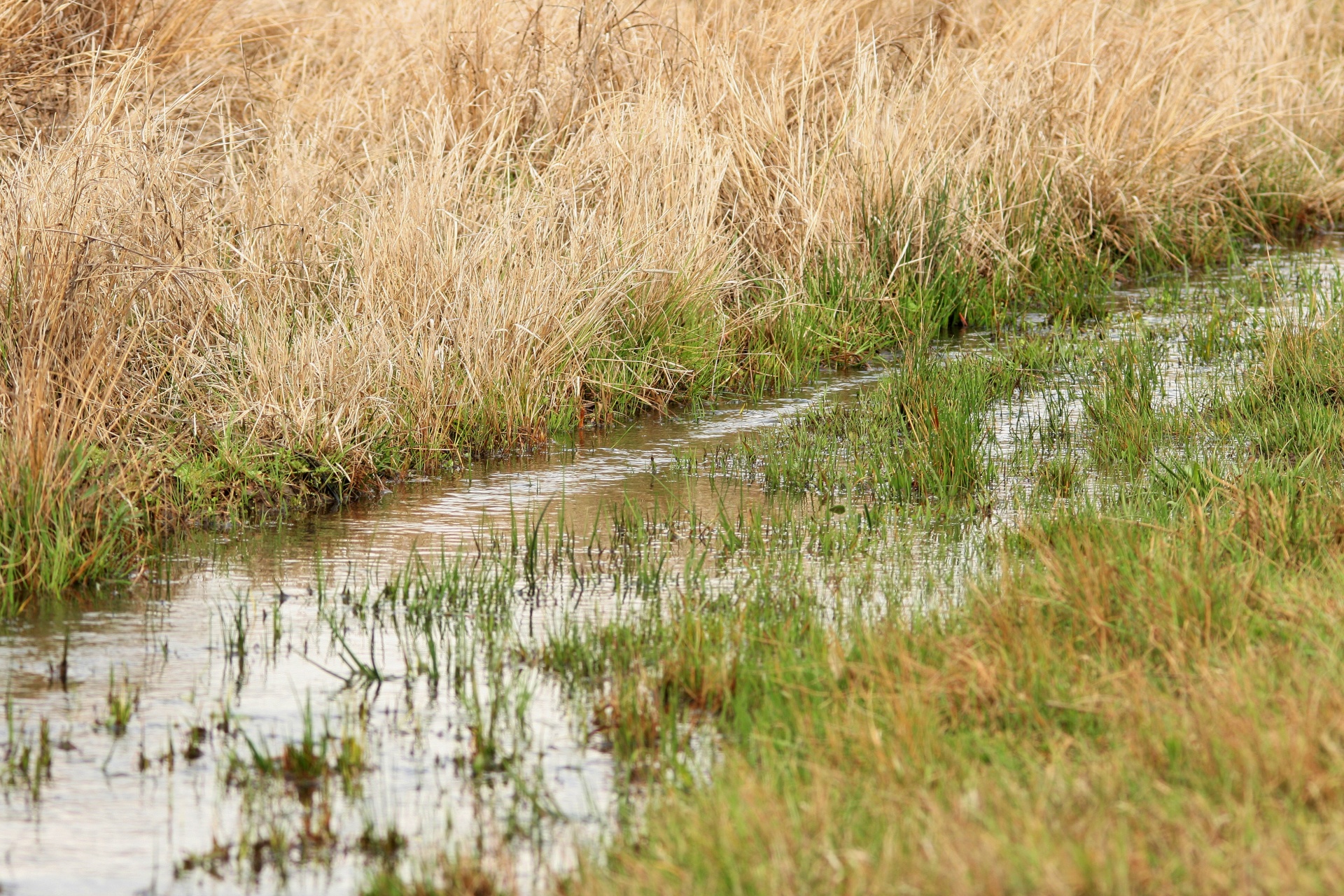 water stream veld free photo