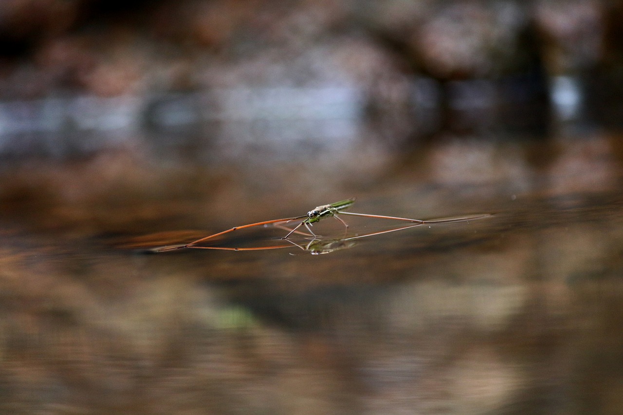 water strider insect water free photo