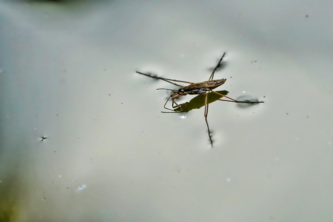 water striders  nature  evertebrat free photo