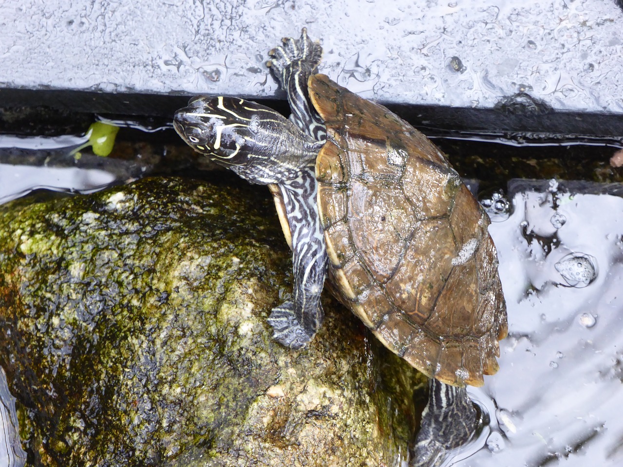 water turtle climb stone free photo