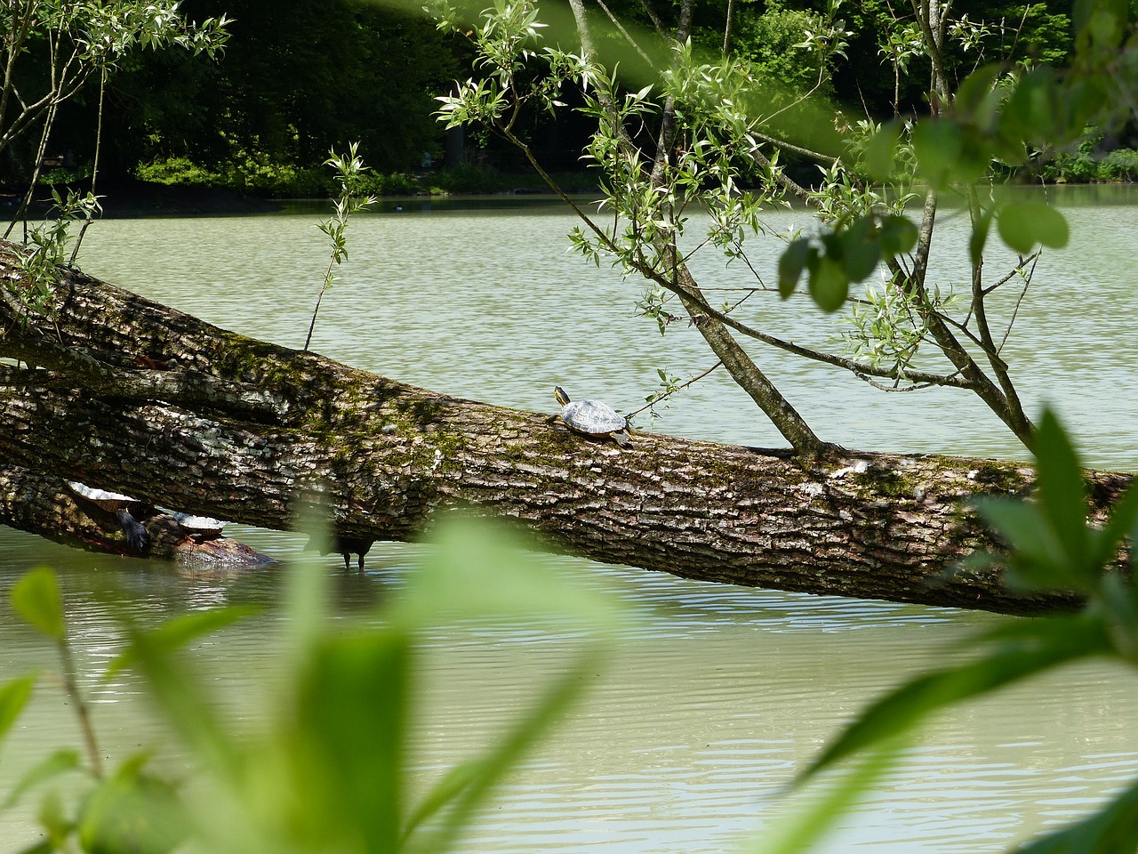 water turtle turtle behind brühler lake free photo