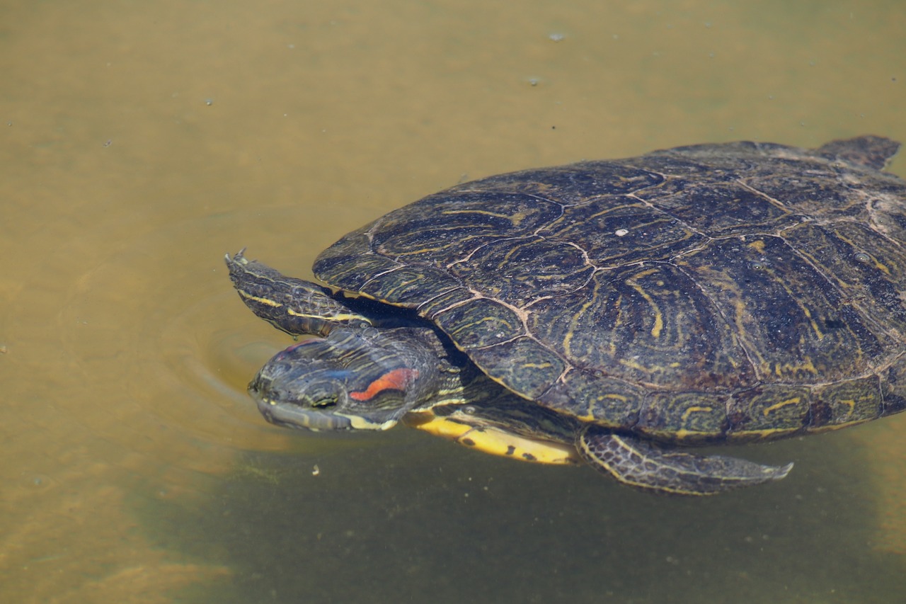 water turtle nature reptile free photo