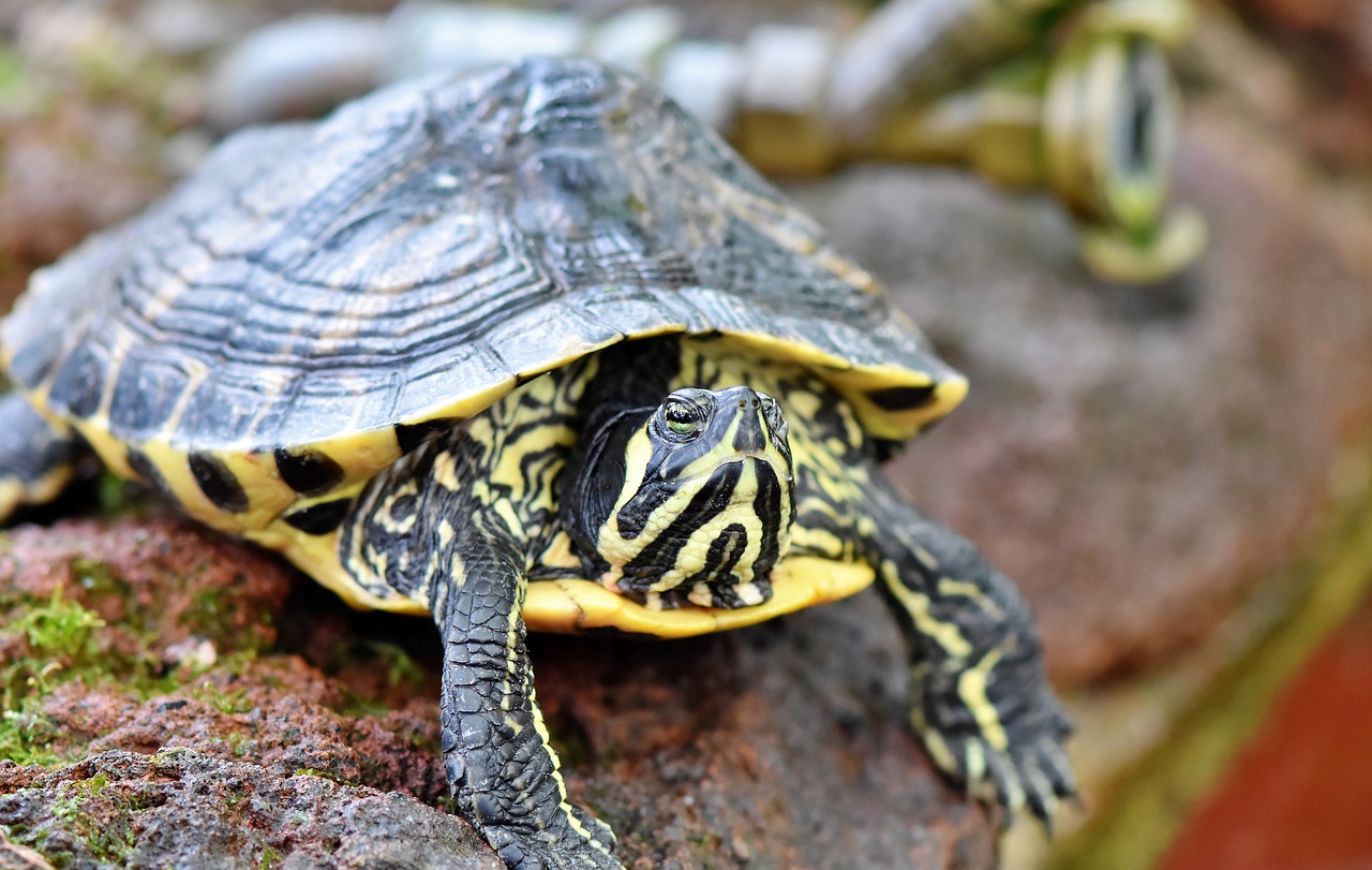 water turtle  turtle  reptile free photo