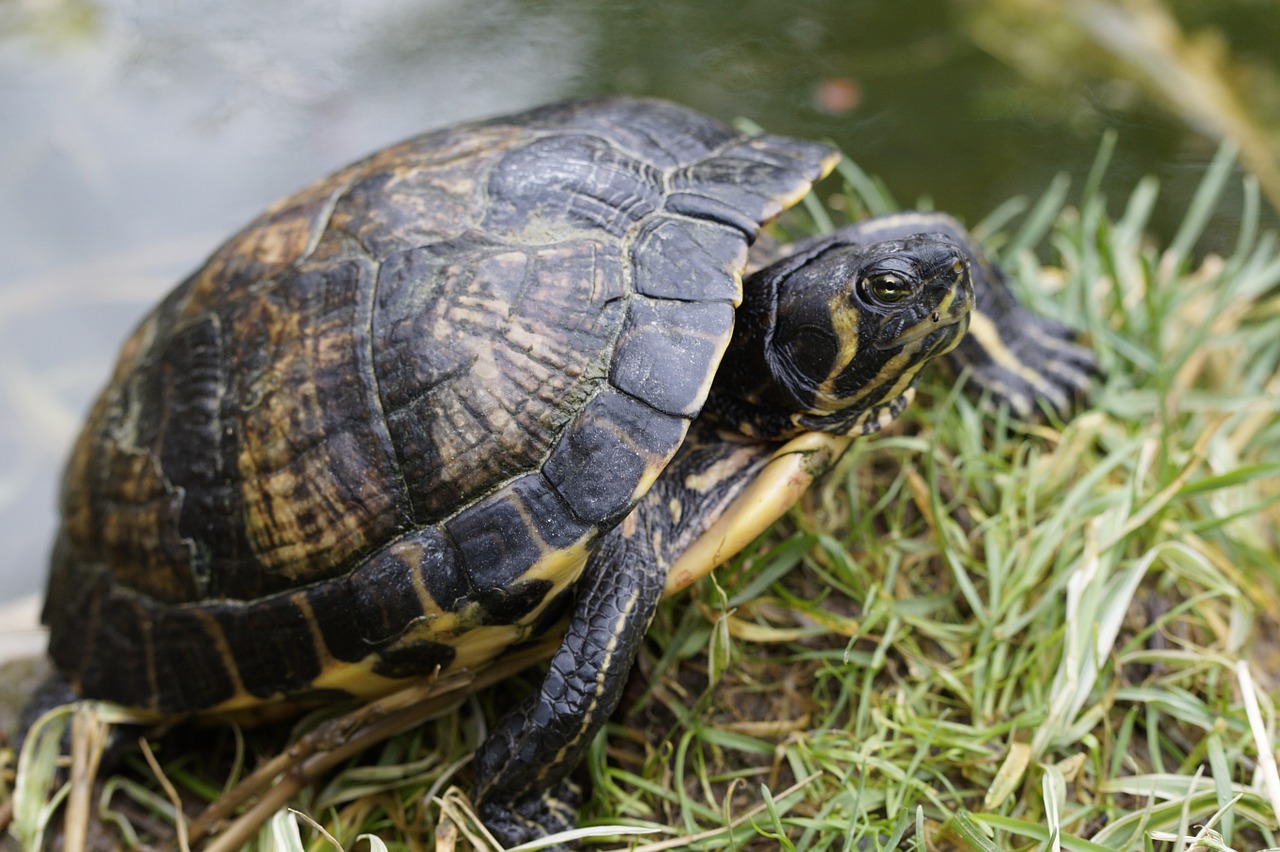 water turtle turtle drawing free photo