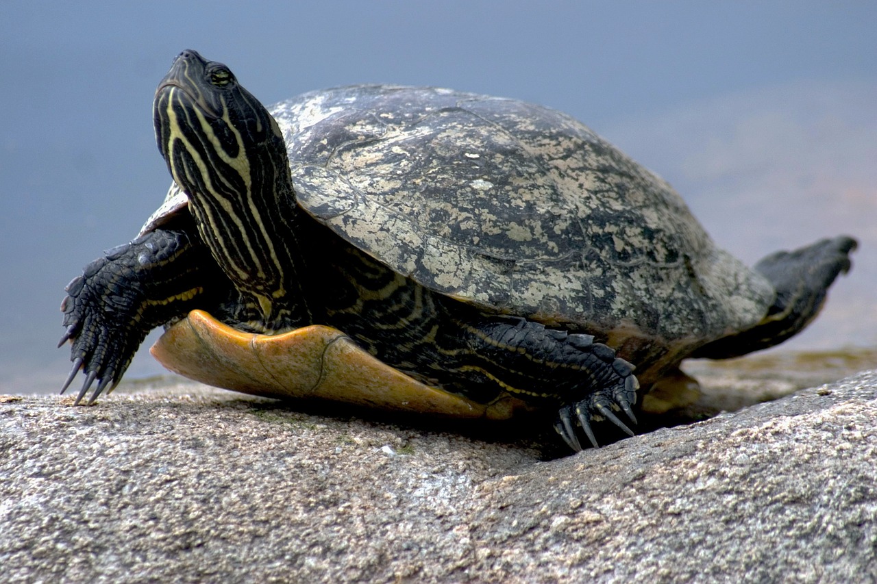 water turtle reptile nature free photo