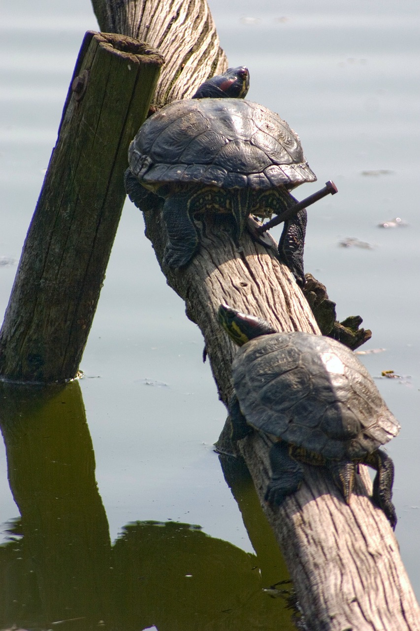 water turtle reptile nature free photo