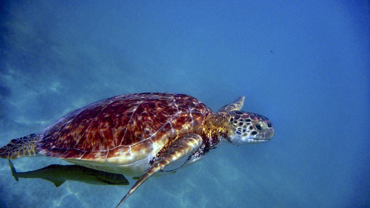 water turtle sea water free photo