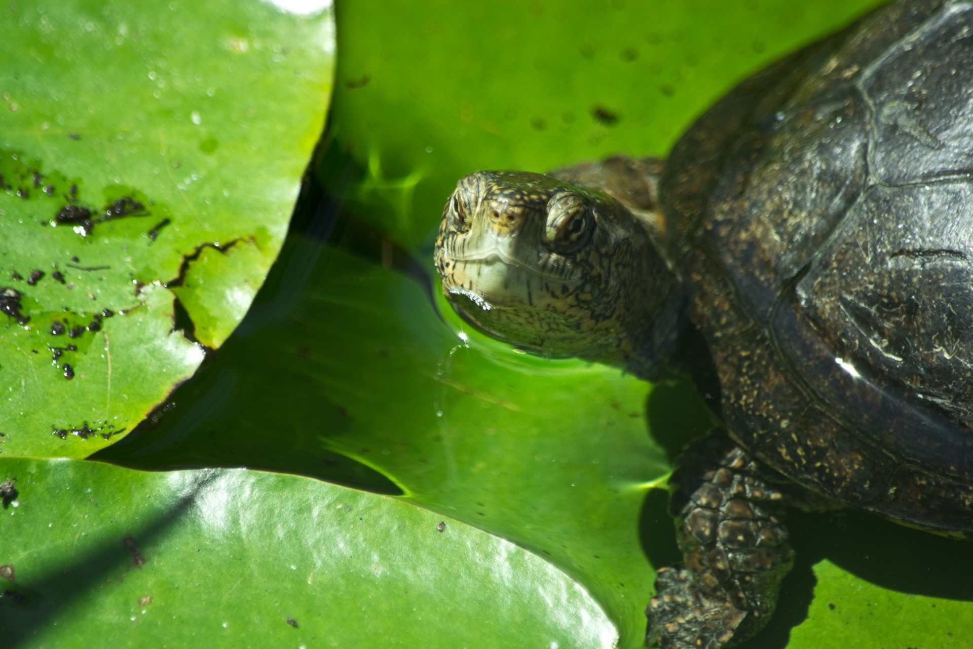 turtle water leaf free photo