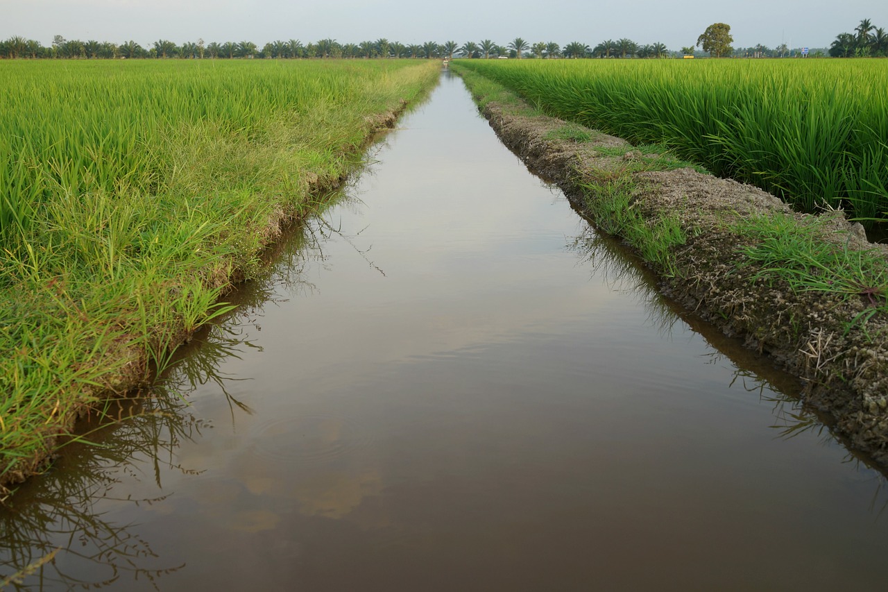 water ways irrigation padi fields free photo