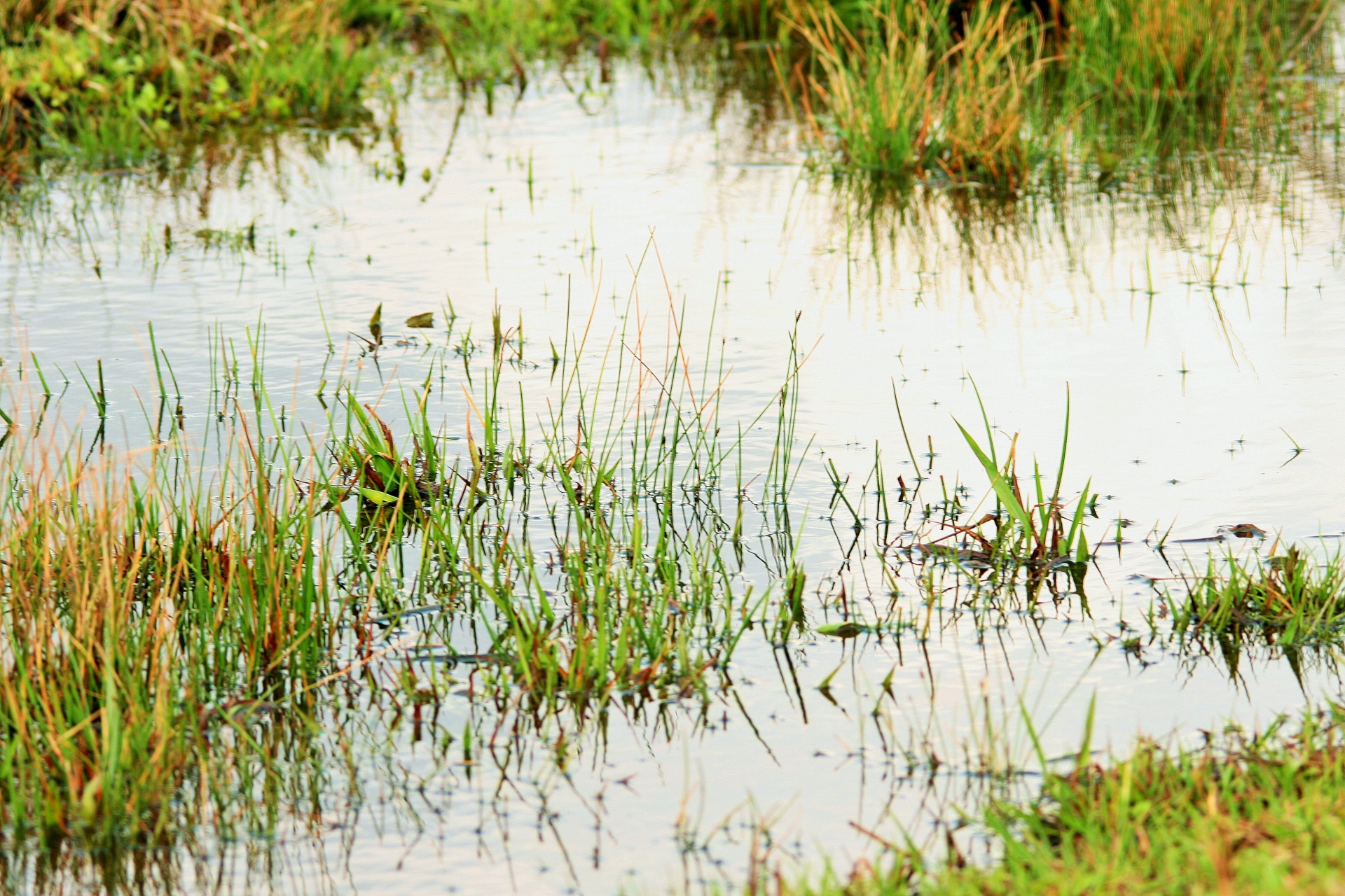 water stream veld free photo