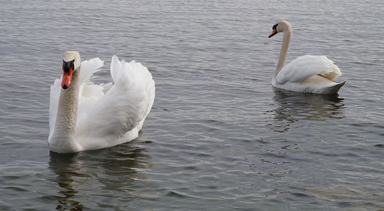 waterbirds swans water free photo