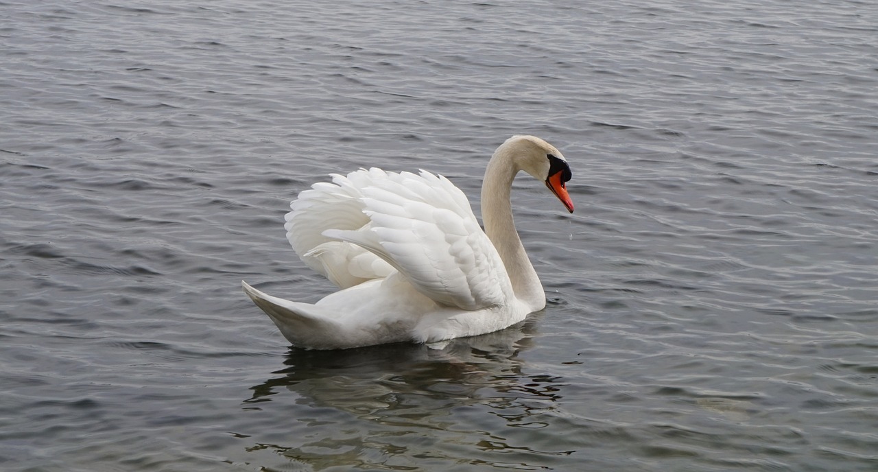 waterbirds swan white free photo