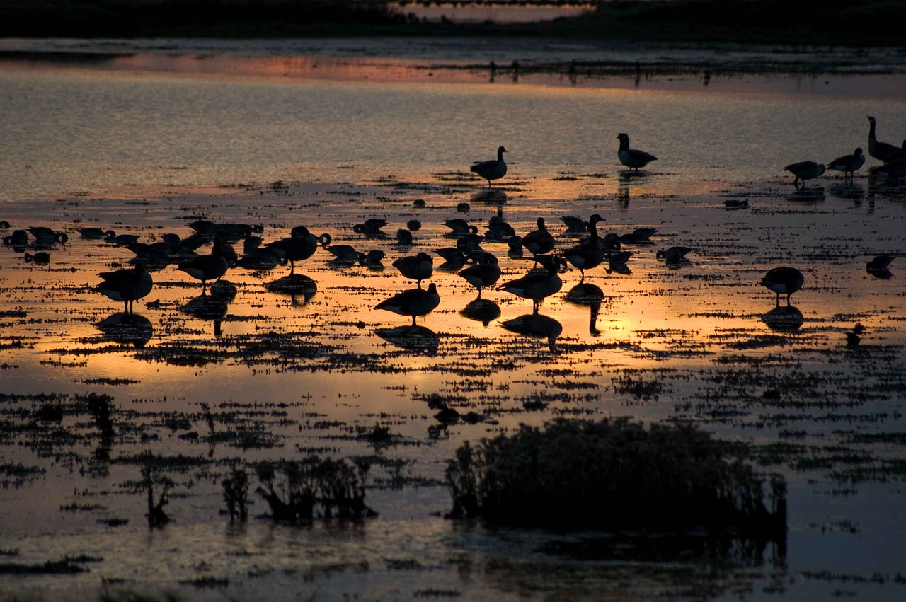waterbirds sunset birds free photo