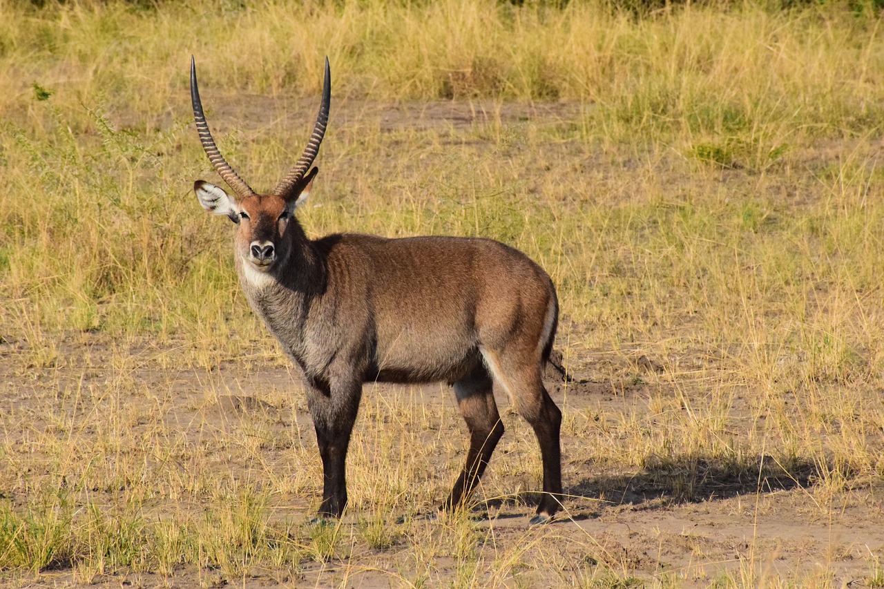 waterbuck uganda antelope free photo