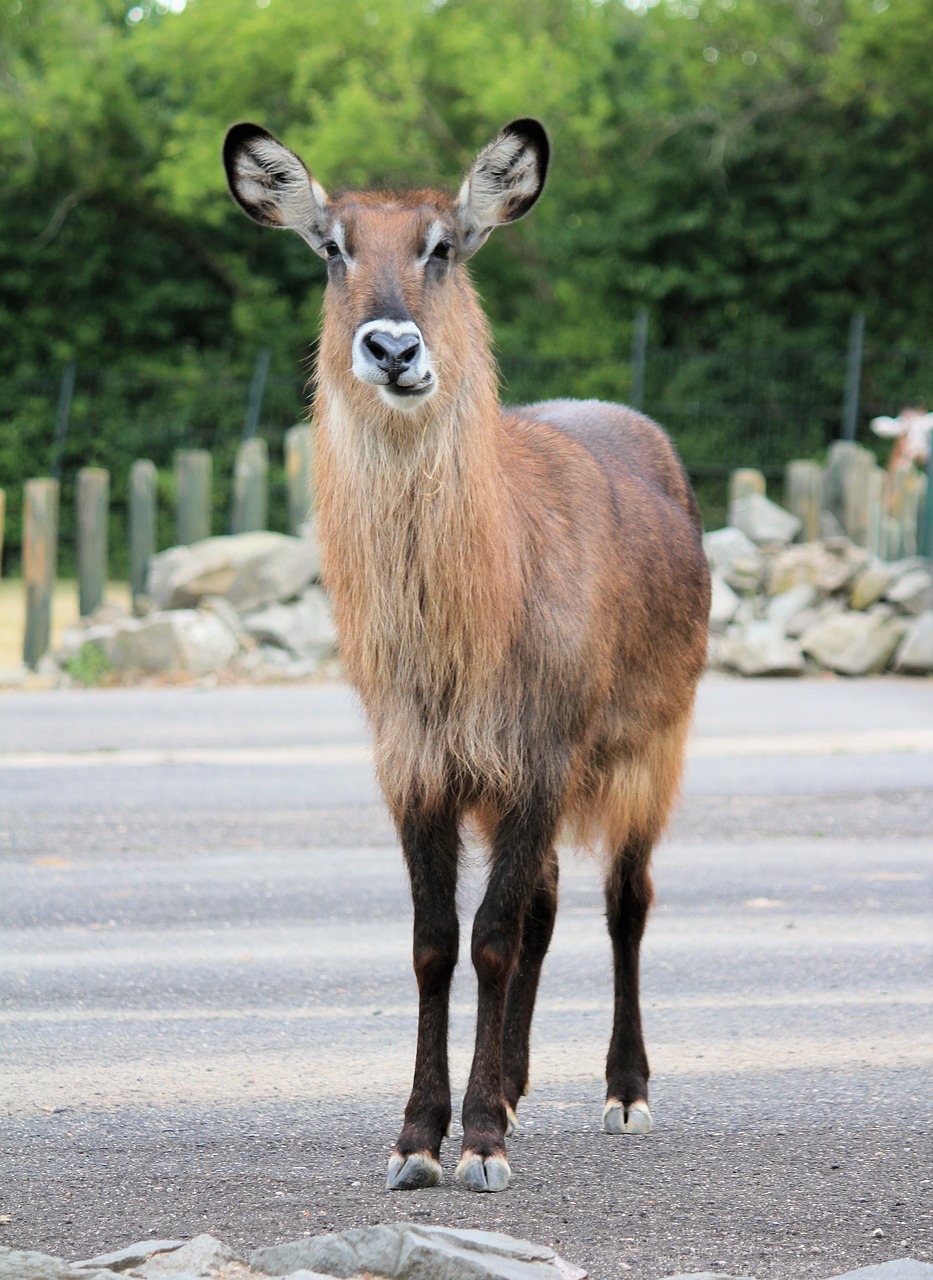 waterbuck  the antelope  animal free photo