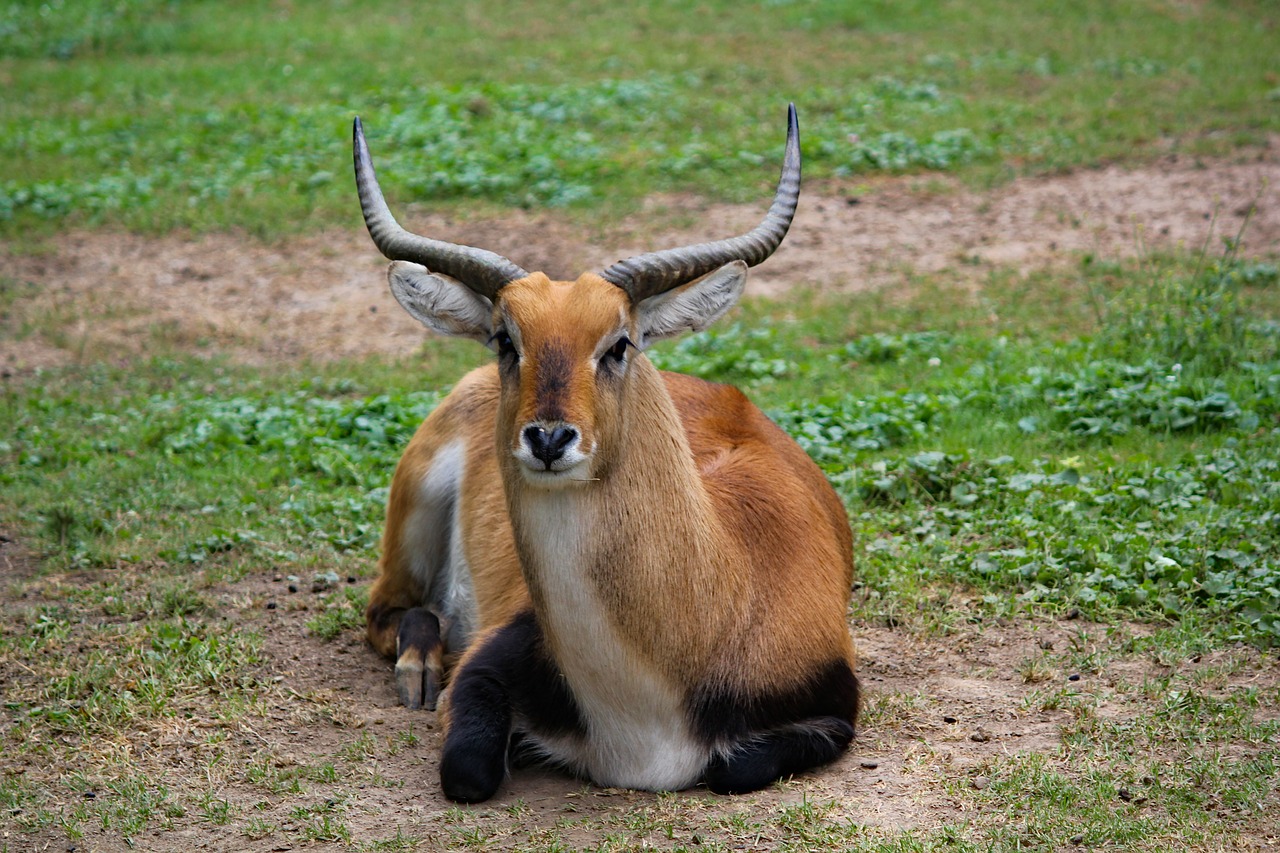 waterbuck  red  the antelope free photo