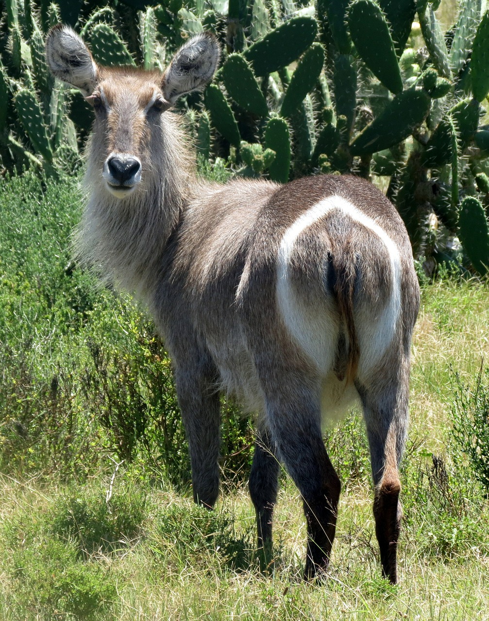 waterbuck south africa national park free photo