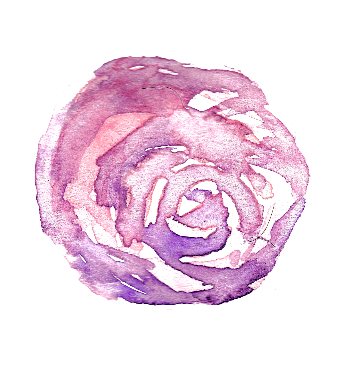 watercolor rose flower free photo