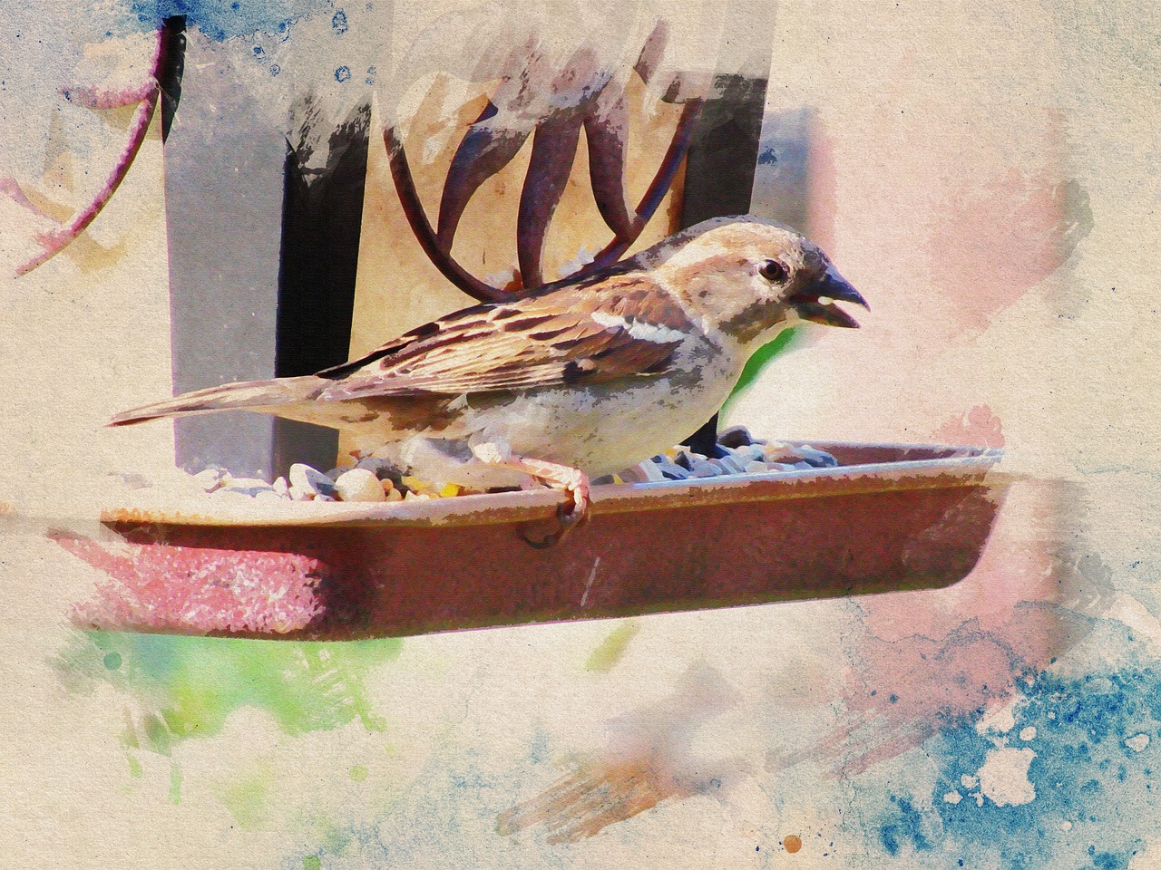 watercolor  bird  feeder free photo