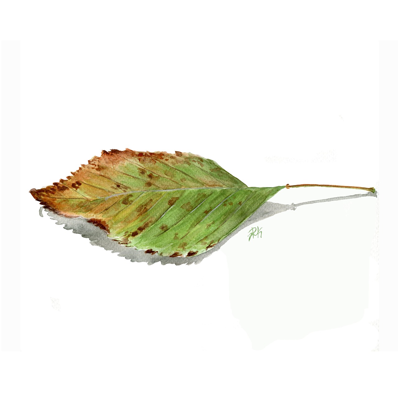 watercolor leaf autumn free photo