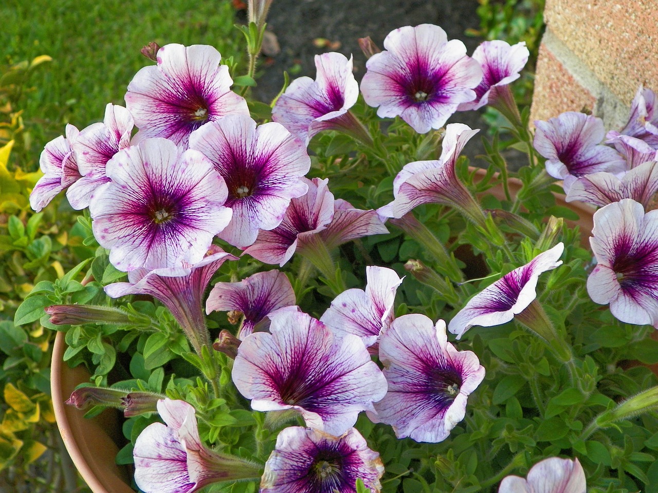 watercolor purple hibiscus purple flowers free photo