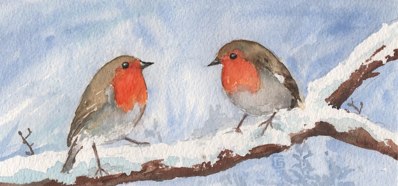 watercolour robin birds free photo