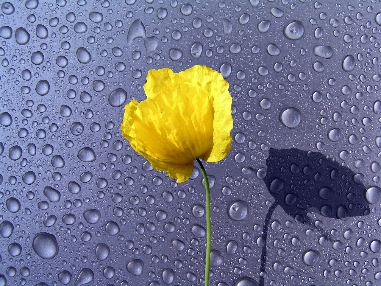 waterdrops flower background free photo