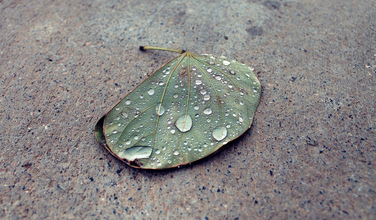 waterdrops rain leaf free photo