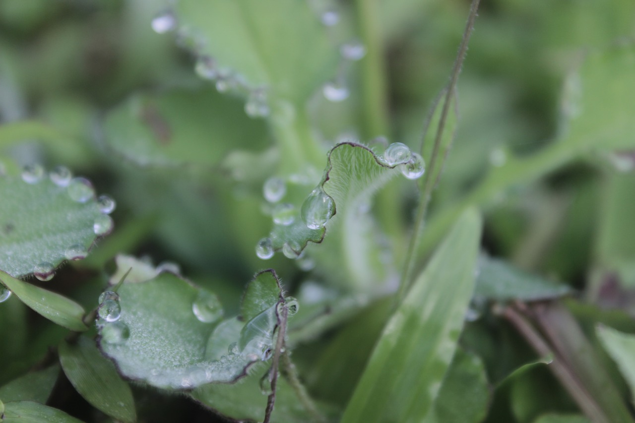 waterdrops  water  leaves free photo