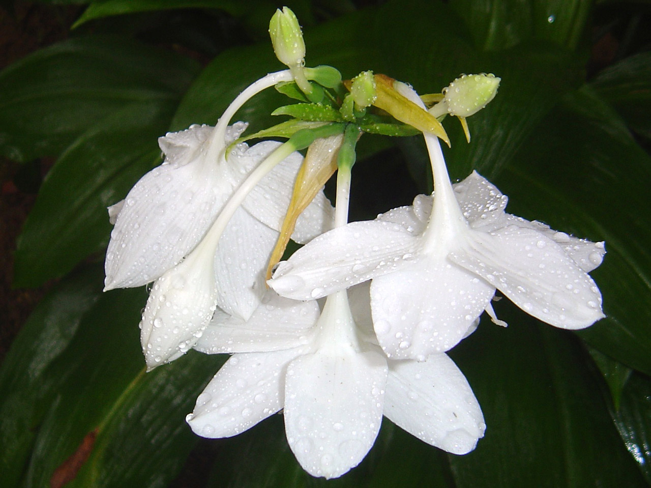 white flower waterdrops free photo
