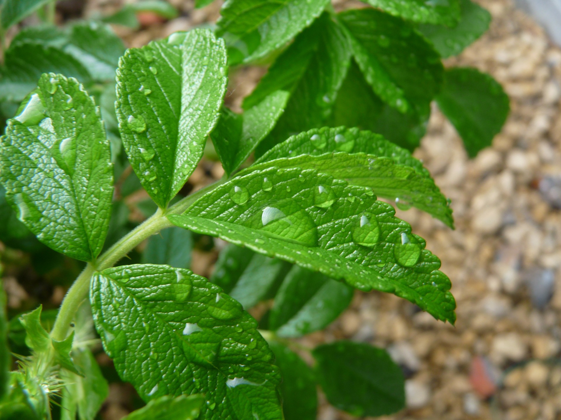 young strawberry plant free photo