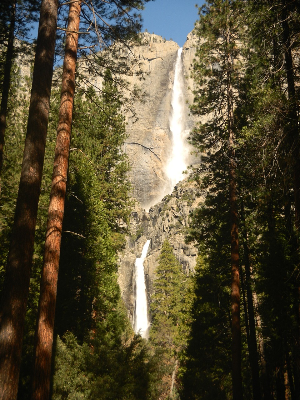 waterfall redwoods redwood trees free photo