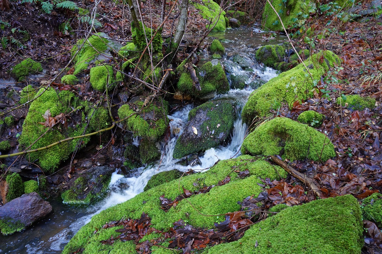 waterfall mountain forest free photo