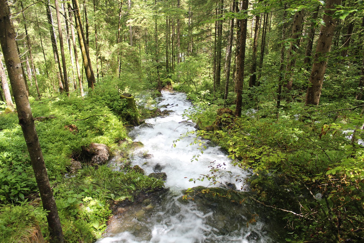 waterfall forest water free photo