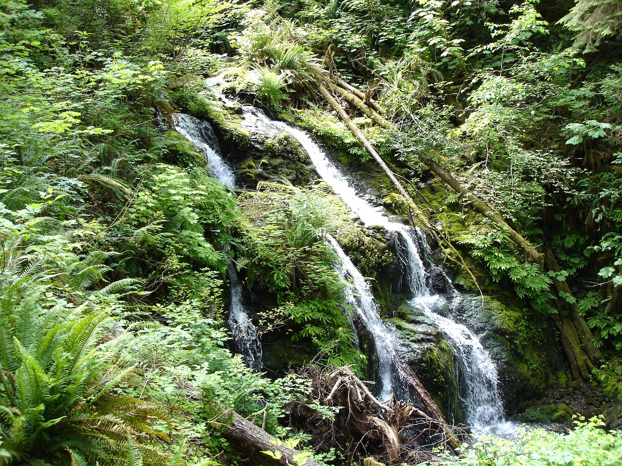 waterfall lake quinault nature free photo