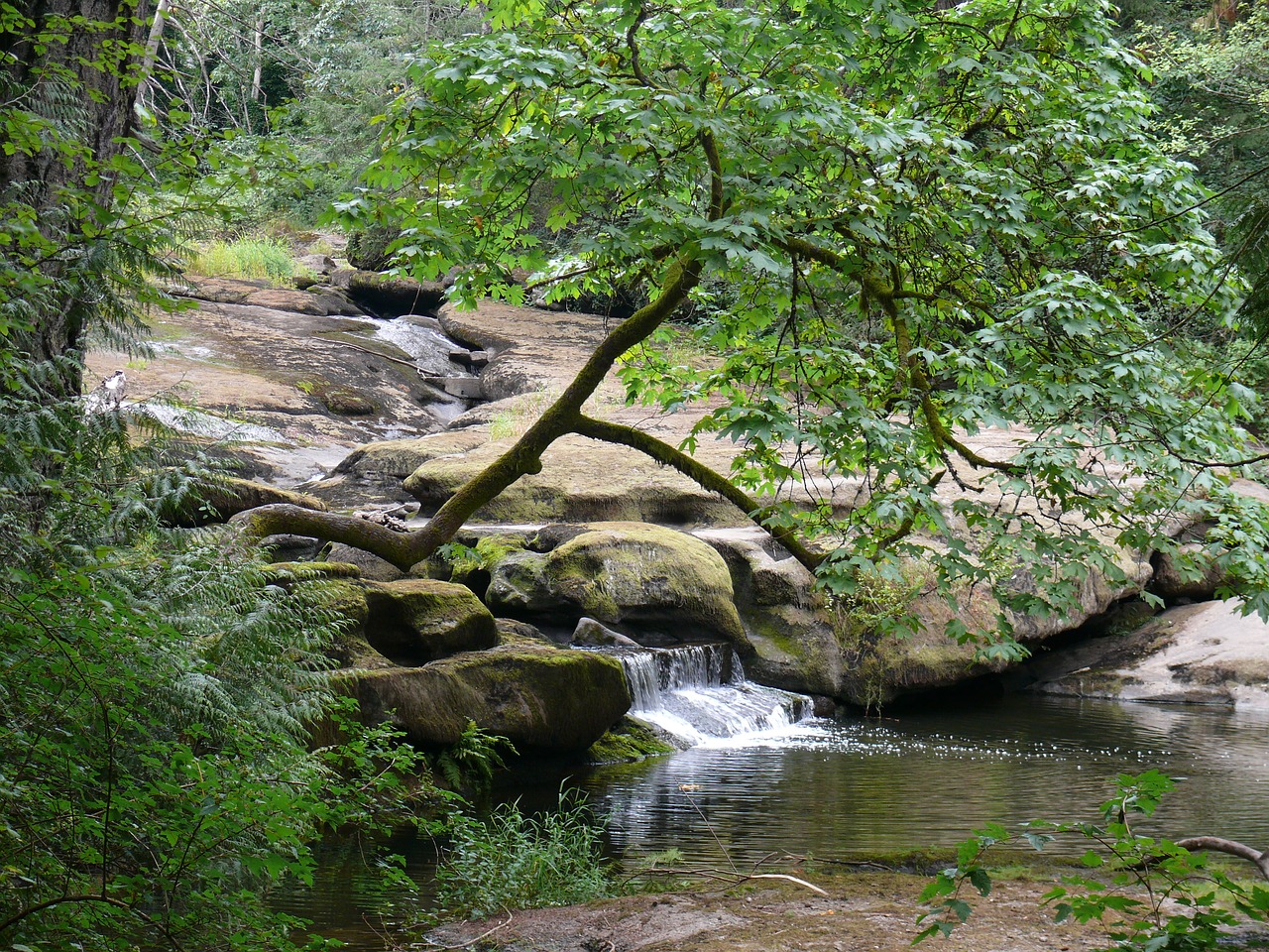 waterfall creek forest free photo