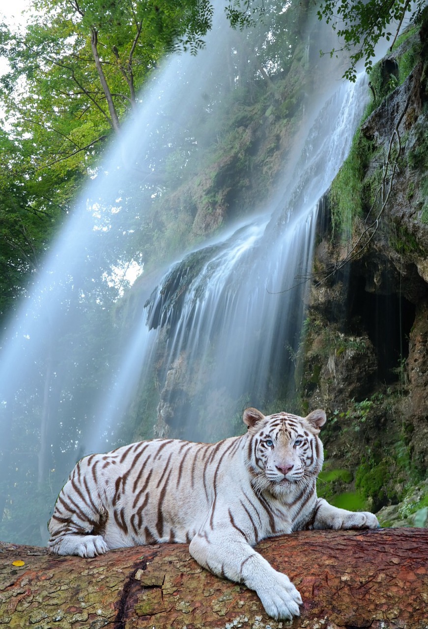 waterfall white tiger predator free photo