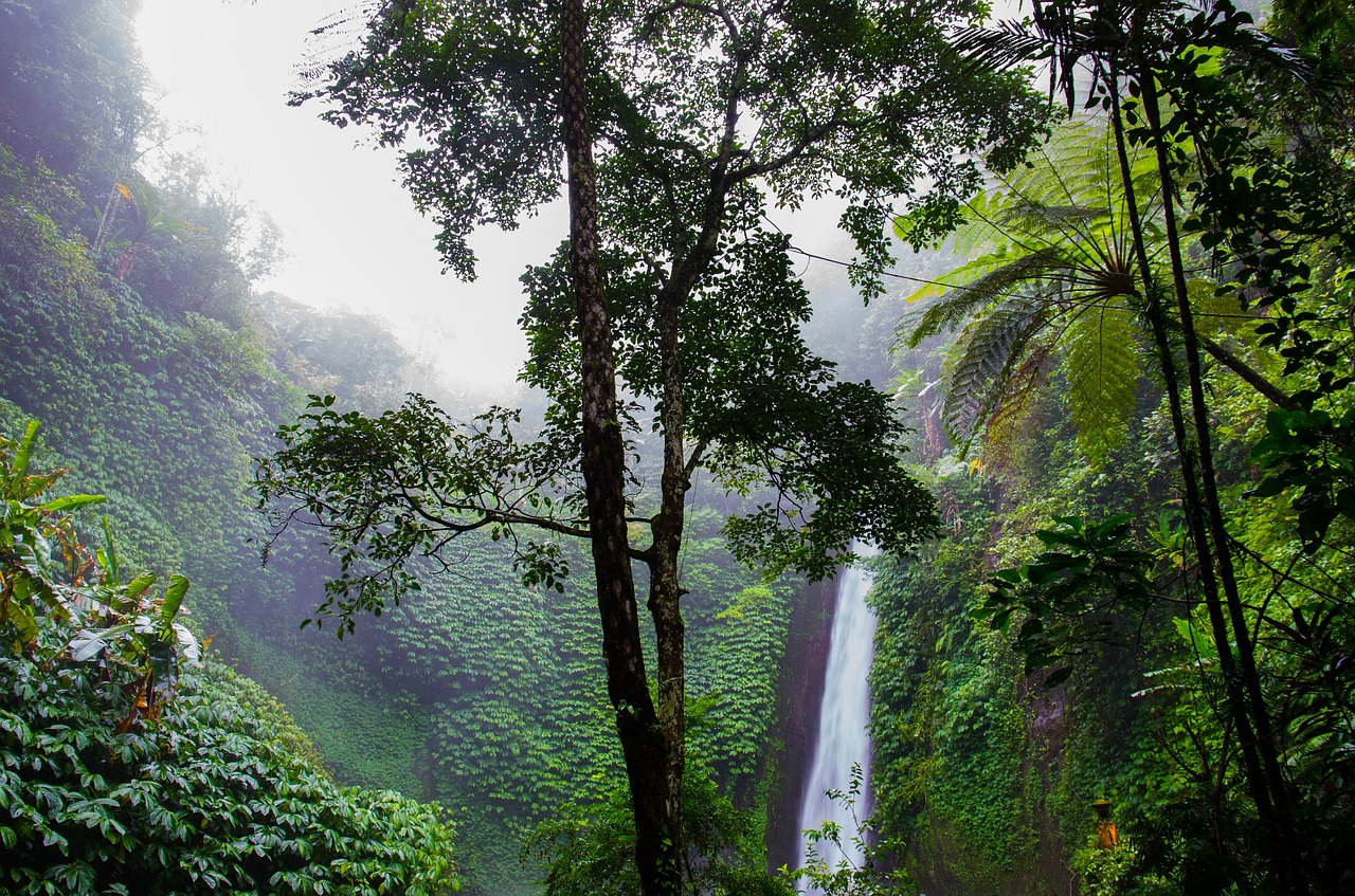 waterfall rainforest forest free photo