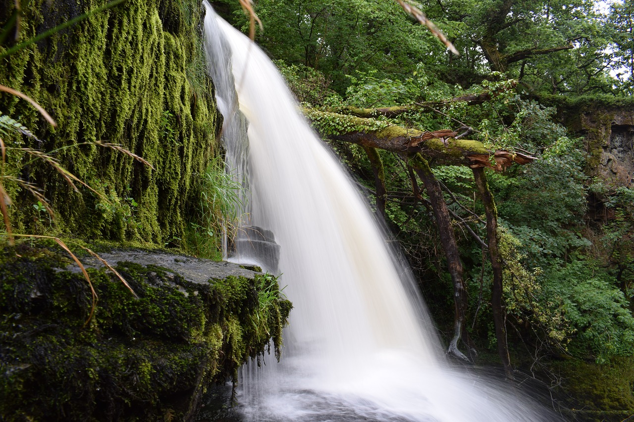 waterfall  forest  creek free photo