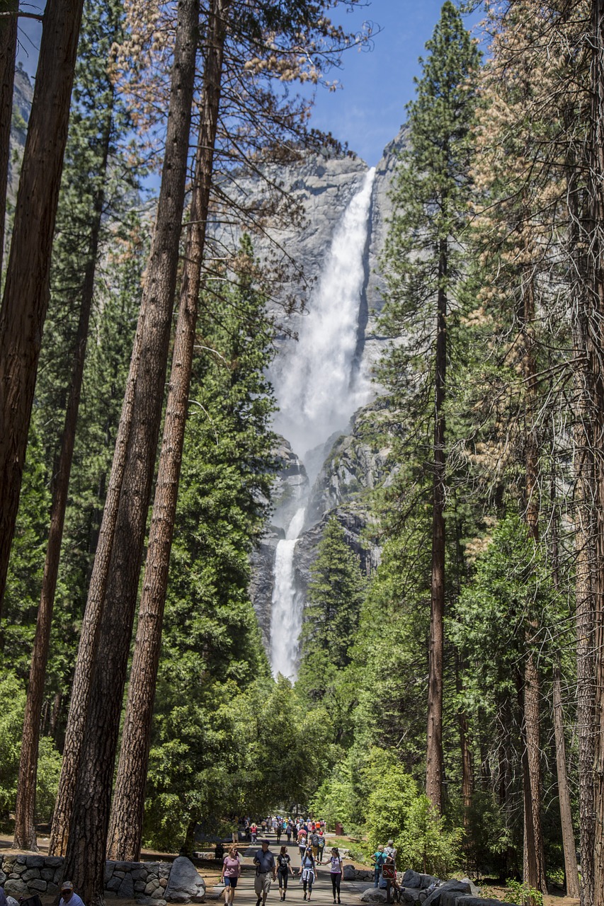 waterfall  sequoia  trees free photo