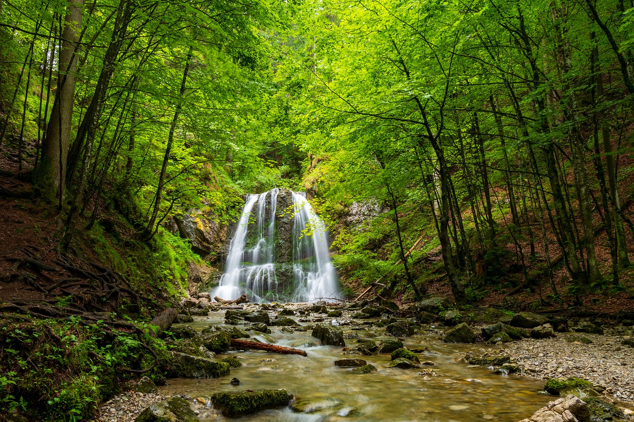waterfall  forest  nature free photo