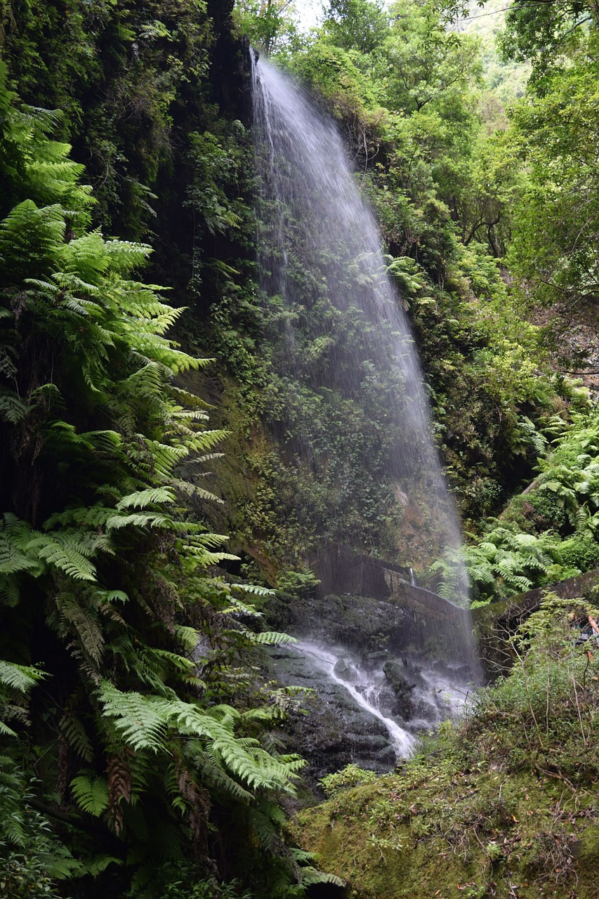 waterfall nature jungle free photo