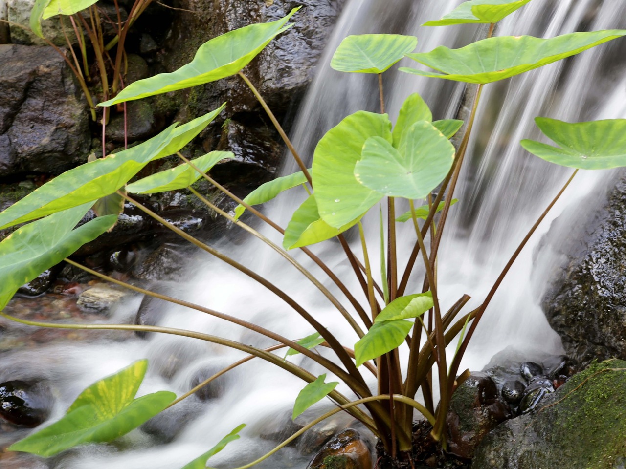 waterfall green landscape free photo