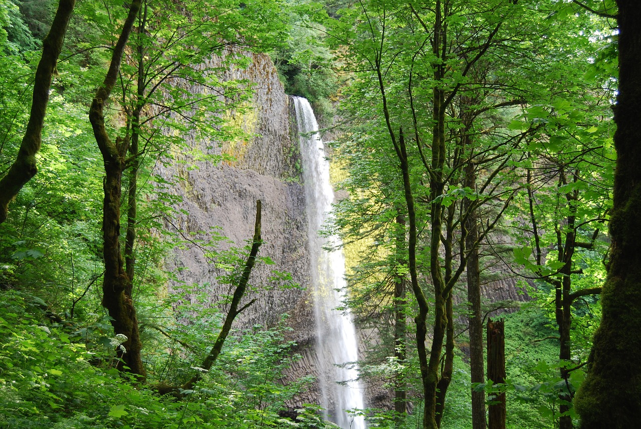 waterfall trees water free photo